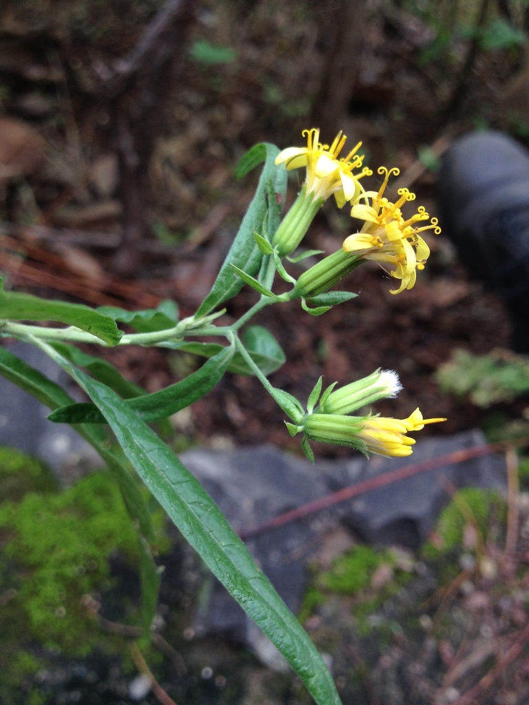 Trixis hyposericea
