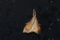 Clupeosoma pryeri