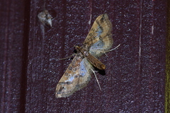Hydriris ornatalis