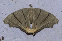 Orudiza protheclaria