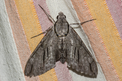 Psilogramma discistriga
