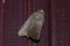 Athetis stellata