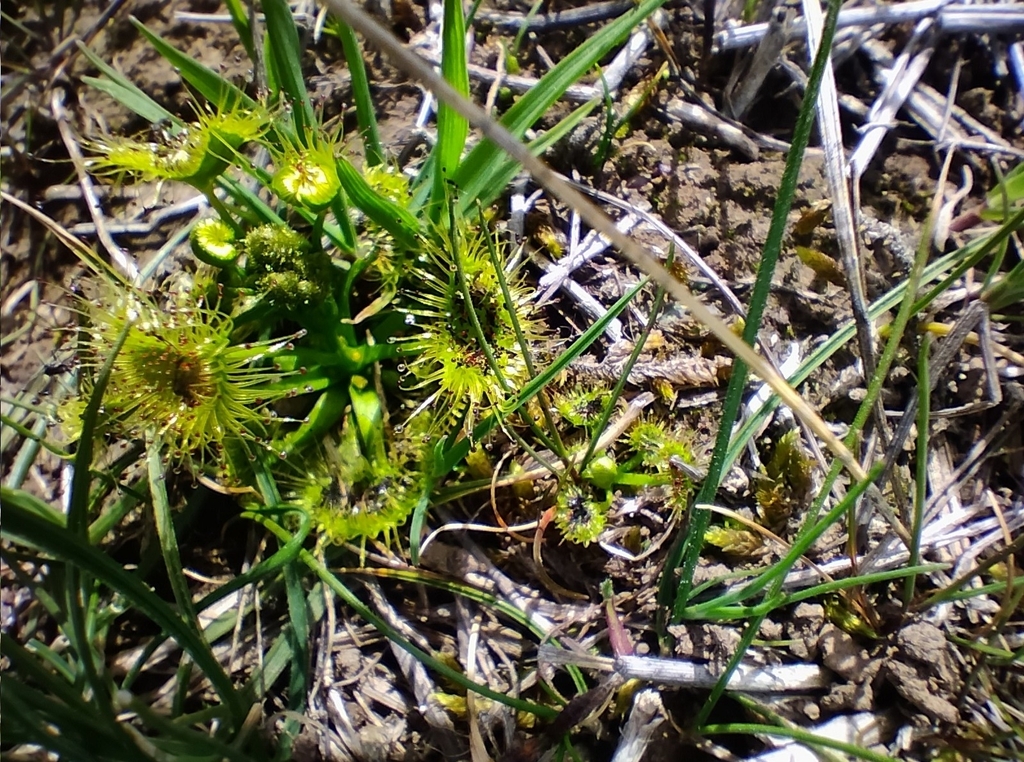 Drosera hookeri, Mickleham VIC 3064, Australia