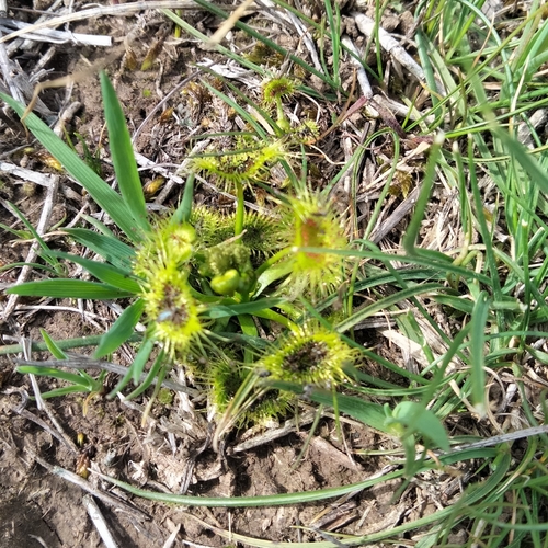 Drosera hookeri