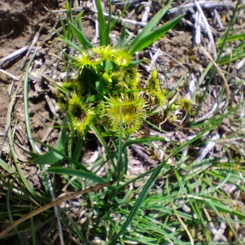 Drosera hookeri