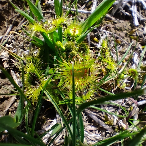 Drosera hookeri