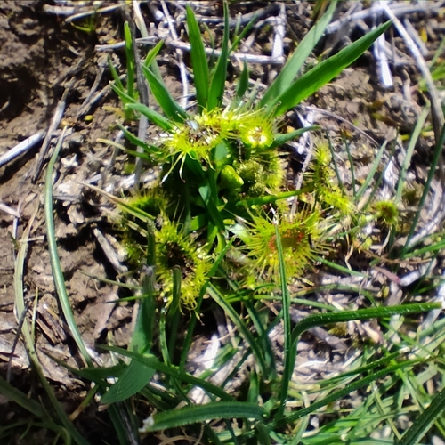 Drosera hookeri