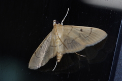 Paranacoleia lophophoralis