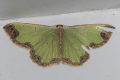 Zamarada eogenaria cosmiaria