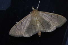 Paranacoleia lophophoralis