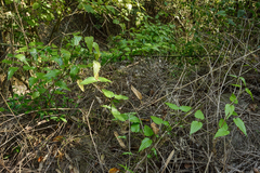 Stemona tuberosa