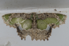 Eucyclodes discipennata