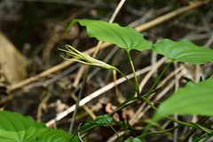 Stemona tuberosa