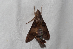 Macroglossum pyrrhosticta