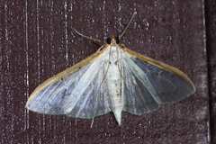Palpita nigropunctalis
