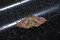 Herpetogramma yaeyamense