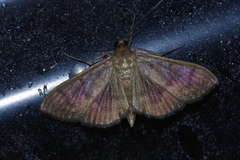 Herpetogramma yaeyamense