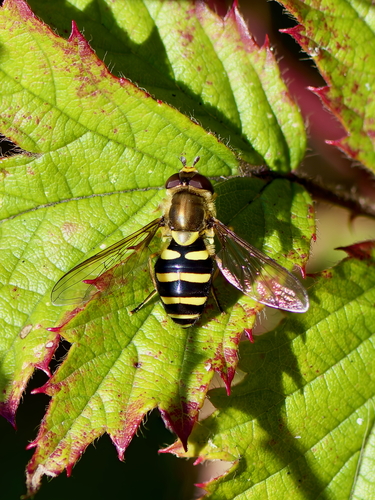 Unknown species found near Galiano Island, BC V0N, Canada