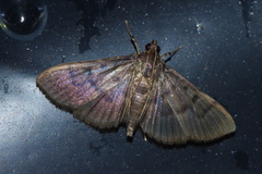 Herpetogramma yaeyamense