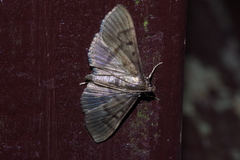 Herpetogramma yaeyamense