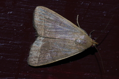 Simplicia cornicalis