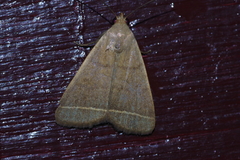 Simplicia cornicalis