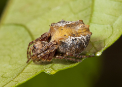 Wagneriana