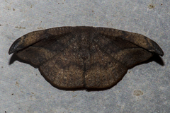 Oreta pavaca