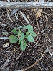 Rhynchosida physocalyx