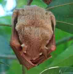 Epomophorus gambianus