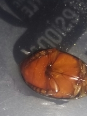 Thermonectus zimmermani