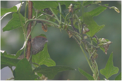 Sinosuthora alphonsiana