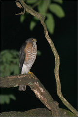Accipiter virgatus