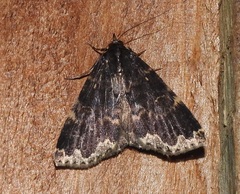 Mormoscopa sordescens