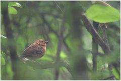 Procarduelis nipalensis