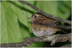 Muscicapa ferruginea