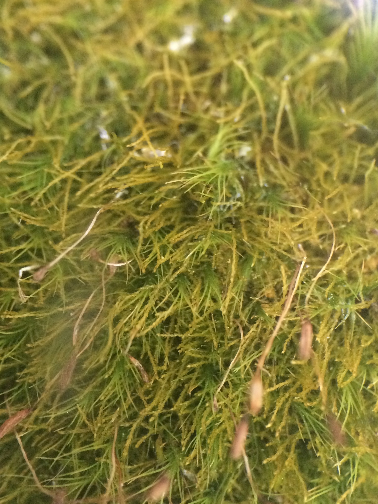 Distichium