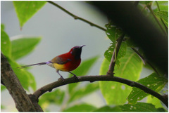 Aethopyga gouldiae