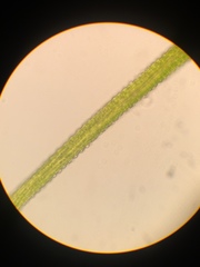 Distichium capillaceum