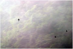 Aerodramus brevirostris