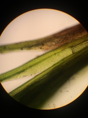 Distichium capillaceum