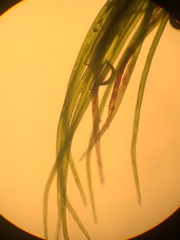 Distichium capillaceum