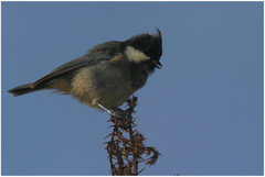 Periparus rubidiventris