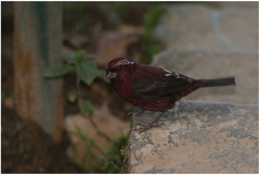 Carpodacus vinaceus