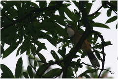 Pterorhinus albogularis