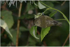 Sylviparus modestus