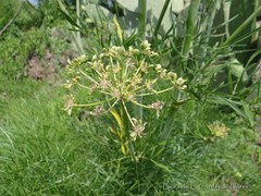 Arracacia