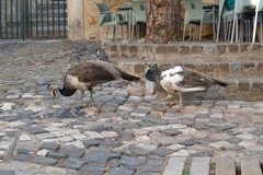 Pavo cristatus