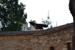 Pavo cristatus