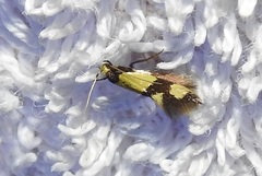 Opogona comptella